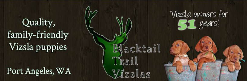Blacktail Trail Vizslas